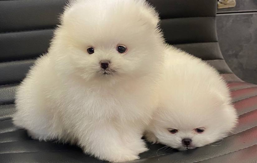 pomerkadeh